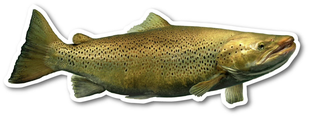 Fisch