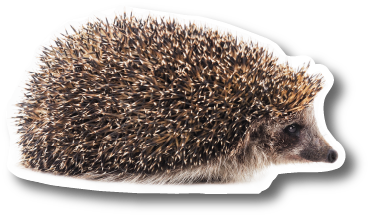 Igel