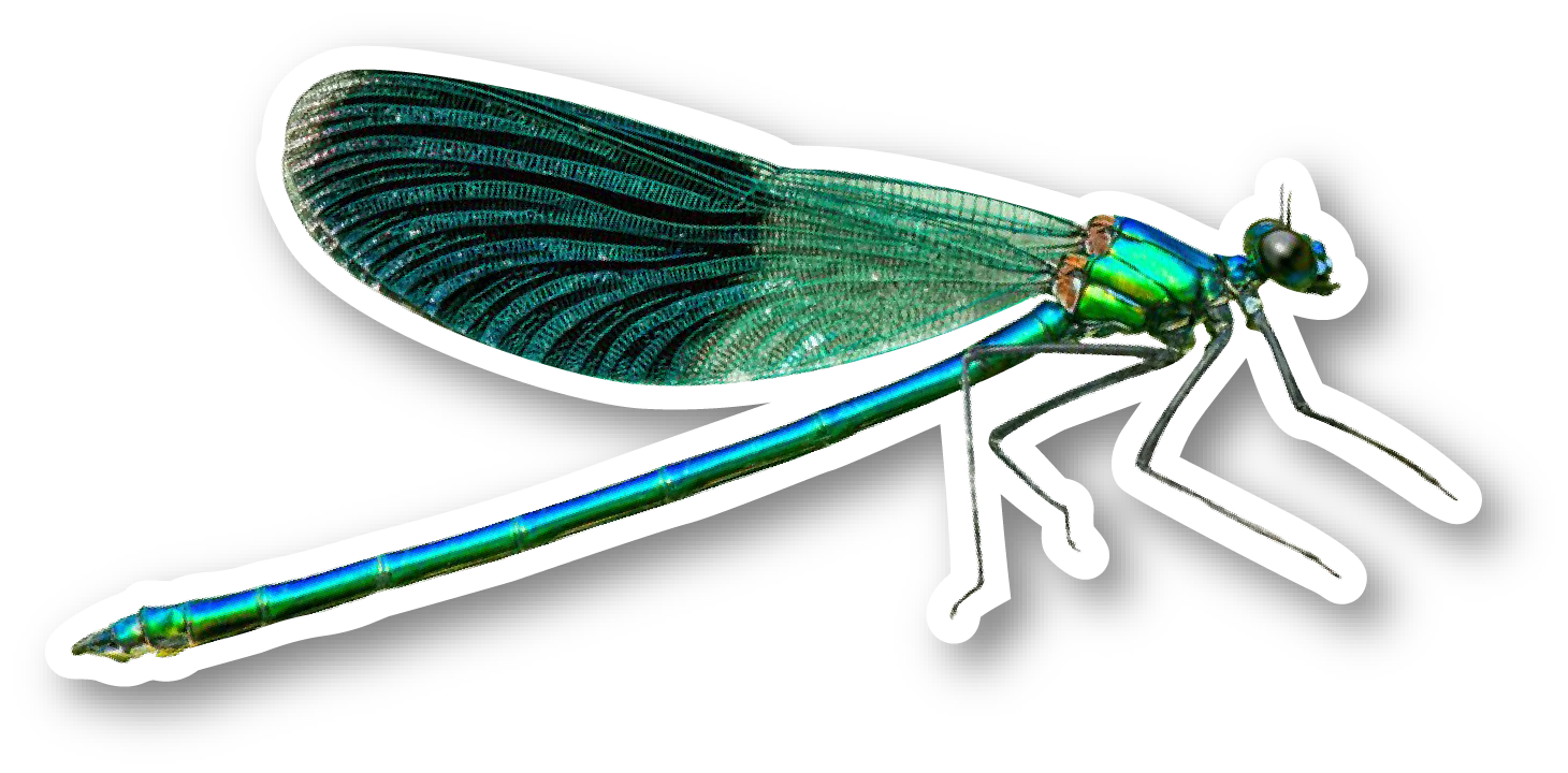 Libelle
